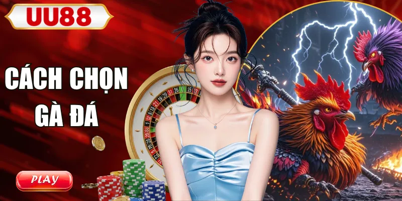 cách chọn gà đá