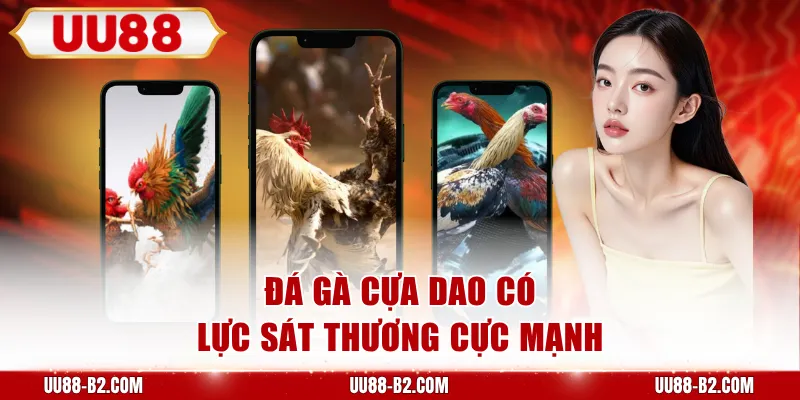 Đá gà cựa dao có lực sát thương cực mạnh
