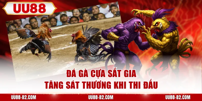 Đá gà cựa sắt gia tăng sát thương khi thi đấu
