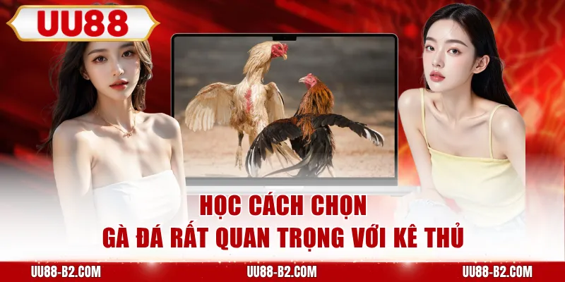 Học cách chọn gà đá rất quan trọng với kê thủ