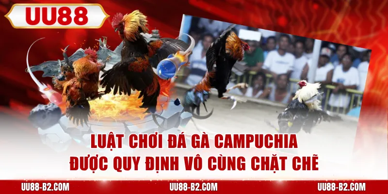 Luật chơi đá gà Campuchia được quy định vô cùng chặt chẽ