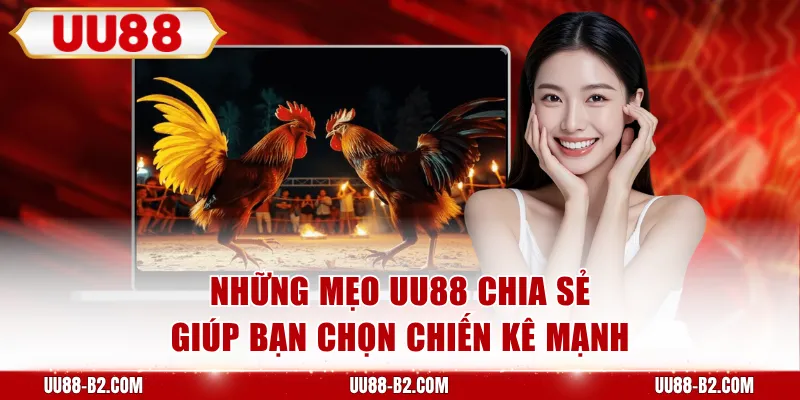 Những mẹo UU88 chia sẻ giúp bạn chọn chiến kê mạnh